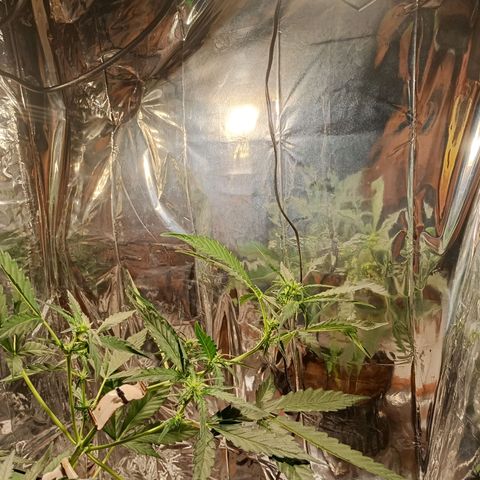 London Cheese growlog timeline photo