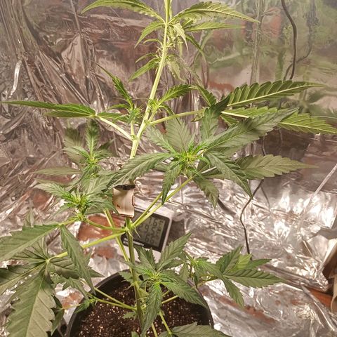 London Cheese growlog timeline photo