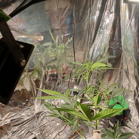 London Cheese growlog timeline photo