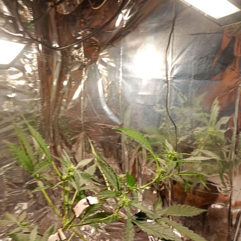 London Cheese growlog timeline photo