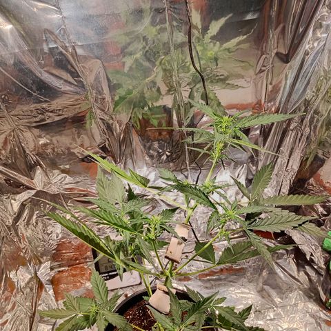 London Cheese growlog timeline photo