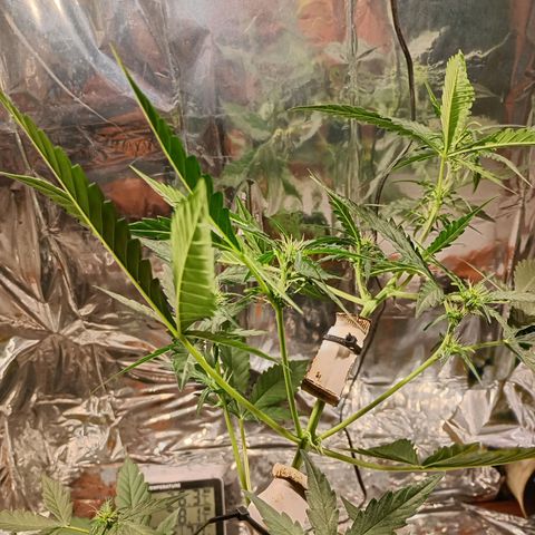 London Cheese growlog timeline photo