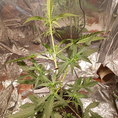 London Cheese growlog timeline photo