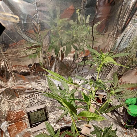 London Cheese growlog timeline photo