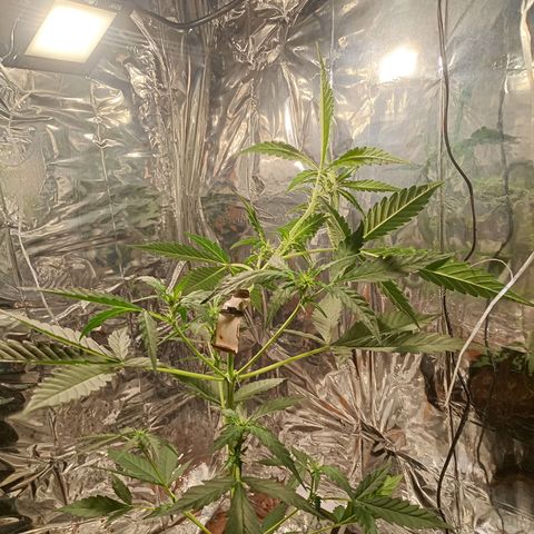 London Cheese growlog timeline photo