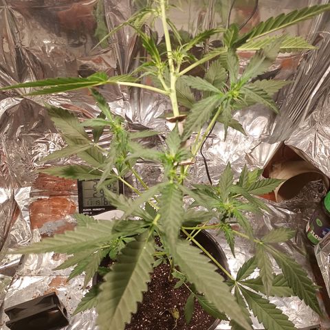London Cheese growlog timeline photo