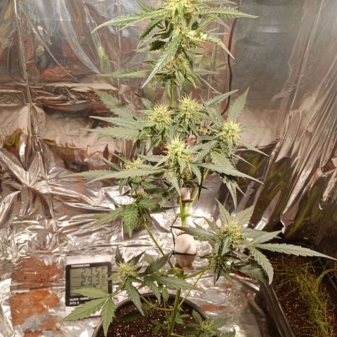 London Cheese growlog photo: Em formação 🥹