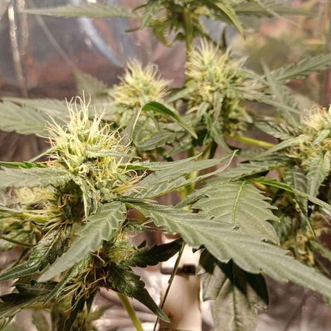 London Cheese growlog photo: Em formação 🥹