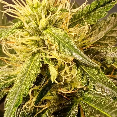 London Cheese growlog photo: Em formação 🥹