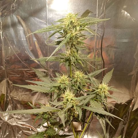 London Cheese growlog photo: Em formação 🥹