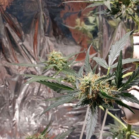 London Cheese growlog timeline photo