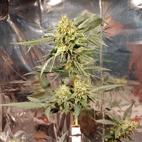 London Cheese growlog timeline photo