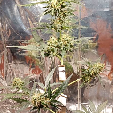 London Cheese growlog timeline photo
