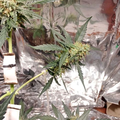 London Cheese growlog timeline photo