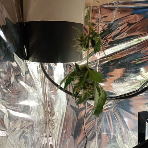 London Cheese growlog photo: Começando a amarelar as pontas das folhas, pistilos já começando a maturar, colheita de 1 pipoca para testar a genética com cbg