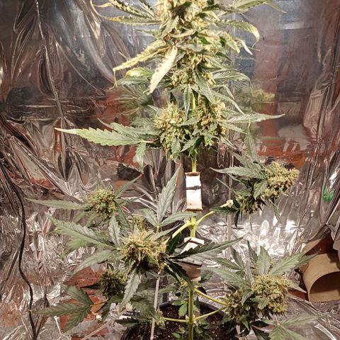 London Cheese growlog timeline photo