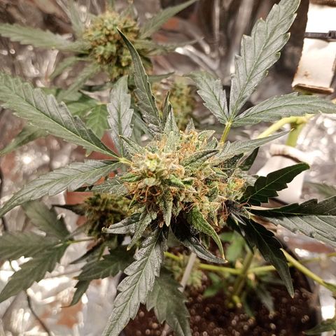 London Cheese growlog timeline photo
