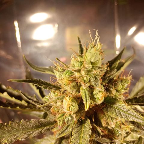 London Cheese growlog timeline photo