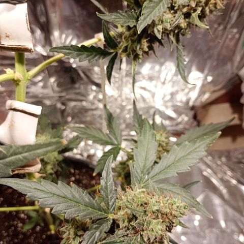London Cheese growlog timeline photo