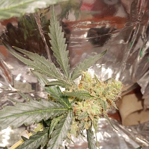 London Cheese growlog timeline photo
