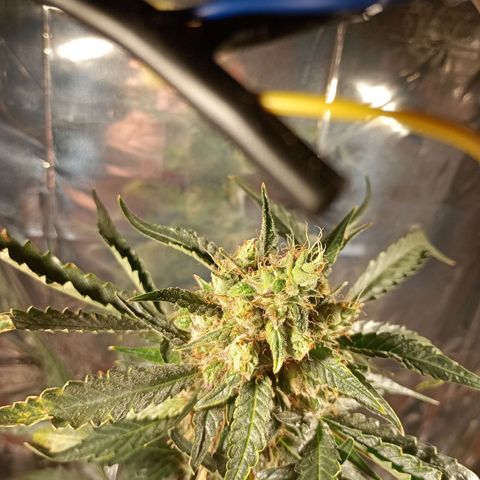 London Cheese growlog timeline photo