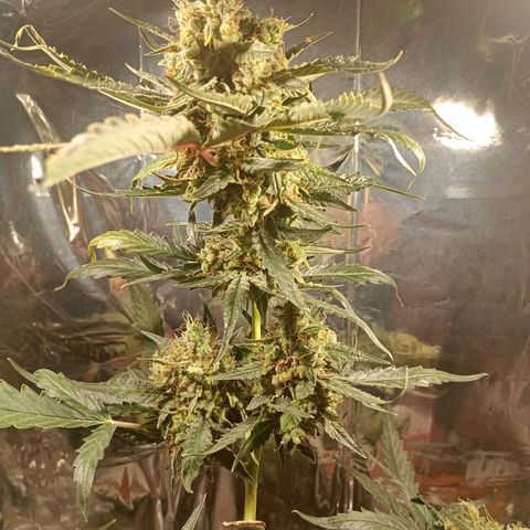 London Cheese growlog timeline photo