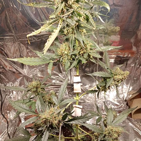 London Cheese growlog timeline photo