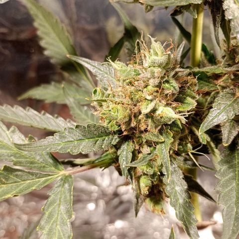 London Cheese growlog photo: Teve uma engorda perceptível 