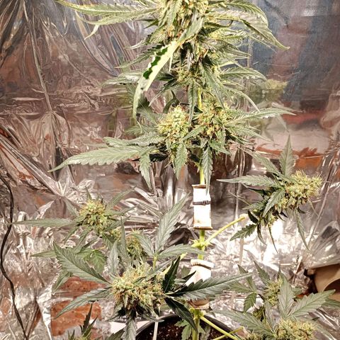 London Cheese growlog photo: Teve uma engorda perceptível 