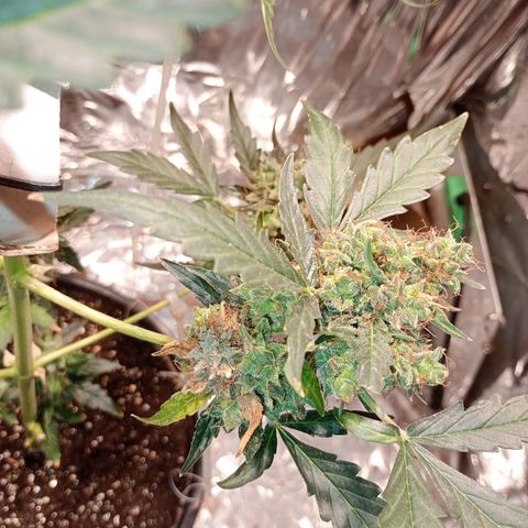 London Cheese growlog photo: Teve uma engorda perceptível 