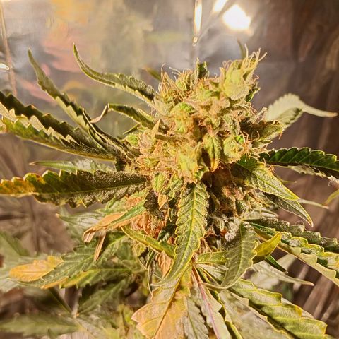 London Cheese growlog photo: Teve uma engorda perceptível 