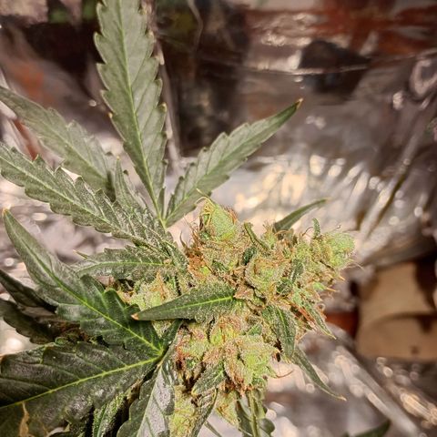 London Cheese growlog photo: Teve uma engorda perceptível 