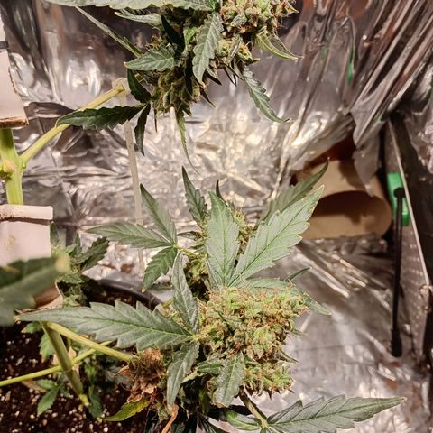London Cheese growlog photo: Teve uma engorda perceptível 