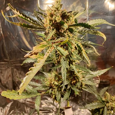 London Cheese growlog photo: Teve uma engorda perceptível 