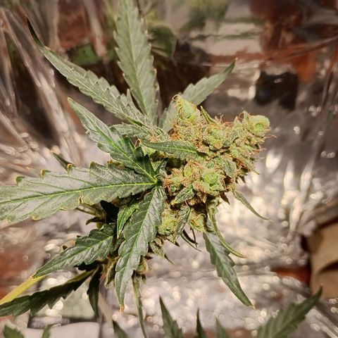 London Cheese growlog photo: Teve uma engorda perceptível 