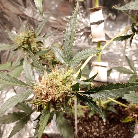 London Cheese growlog photo: Teve uma engorda perceptível 
