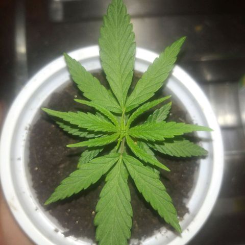 Violeta growlog timeline photo