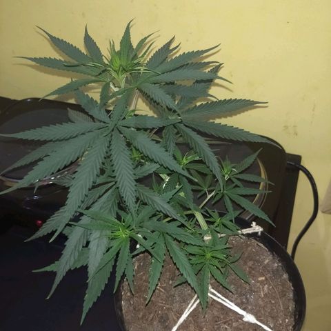 Violeta growlog timeline photo