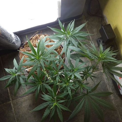 Violeta growlog timeline photo
