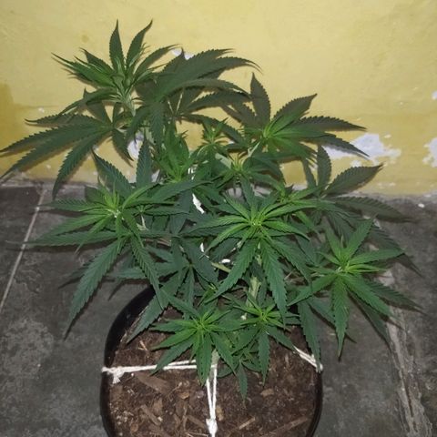 Violeta growlog timeline photo
