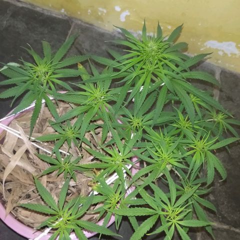 Violeta growlog timeline photo
