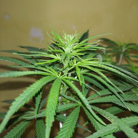 Violeta growlog timeline photo