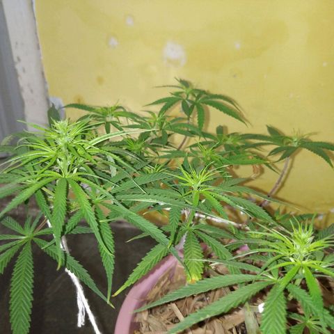 Violeta growlog timeline photo