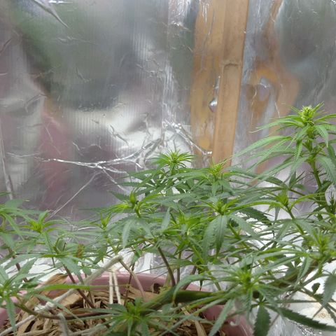 Violeta growlog timeline photo