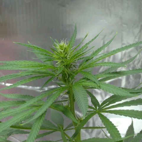 Violeta growlog timeline photo