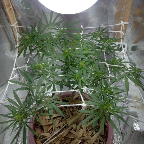 Violeta growlog photo: Scrog day 1