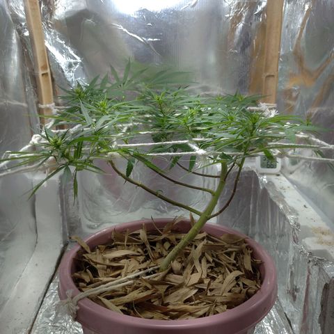 Violeta growlog photo: Scrog day 1