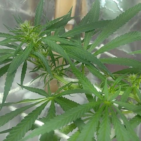 Violeta growlog timeline photo