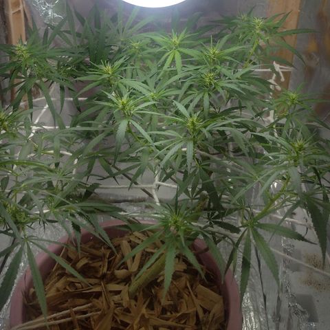 Violeta growlog timeline photo