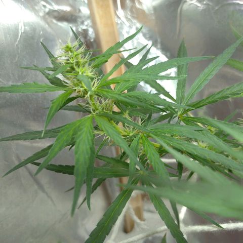 Violeta growlog timeline photo